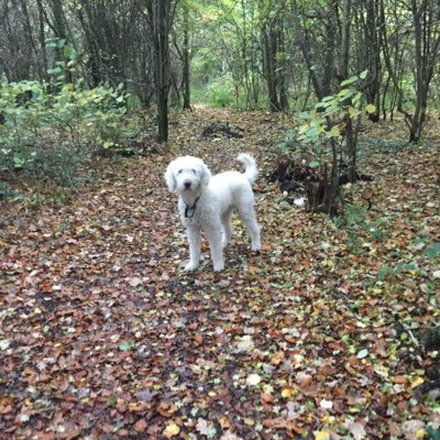 lesleyjonesgoat's profile picture. 