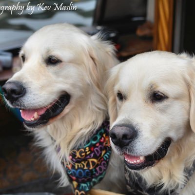 We're 2 naughty golden retrievers travelling the canals on the narrowboat Golden Boyz.