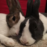 Waffles&Willow(@WafflesWillow) 's Twitter Profile Photo