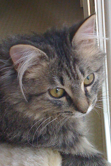 Fletcher_Kitten's profile picture. Kitten in Asheville Having Fun!