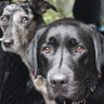 carmelwake's profile picture. Love music, dogs and sport; singer and teacher.