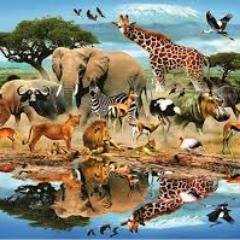 the_b_animal's profile picture. 