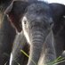 IntlElephantFoundatn (@elephantsief) Twitter profile photo IntlElephantFoundatn (@elephantsief) Twitter profile photo