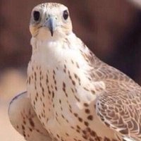 ا ل م ا ل ك ي (@motheeb5) 's Twitter Profile