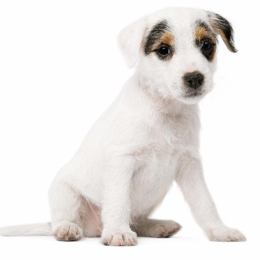 Képtalálat a következőre: „dog with white background”