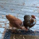 Diane Abel - @CrzyMntLady - Twitter