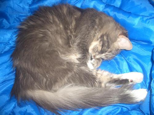 Sinikake's profile picture. ミルキィー！