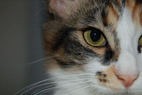 tworebels's profile picture. Compulsive. Eccentric. Contemplative. Quick. Devious. These are adjectives.