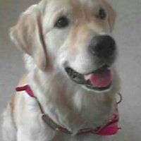 RIP 🐾Verdi 🐾 (@verdi_57) 's Twitter Profile