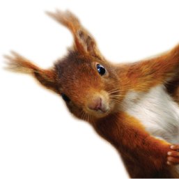 myredsquirrel Profile Picture