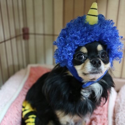 yuzu_chihuahua Profile Picture