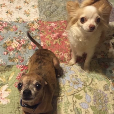 We are two adorable chihuahuas, who love spending time with our chihuahua siblings, watching sports, and monitoring the State of the Union.