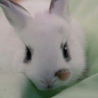 ♪らぱんな♪ (@rapanna_arice) 's Twitter Profile