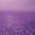 Lavender Rose (@lrmobilebeauty) Twitter profile photo Lavender Rose (@lrmobilebeauty) Twitter profile photo