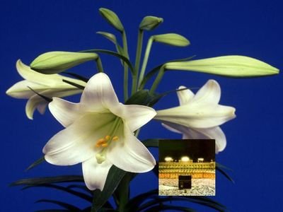 ankitar32705468's profile picture. 