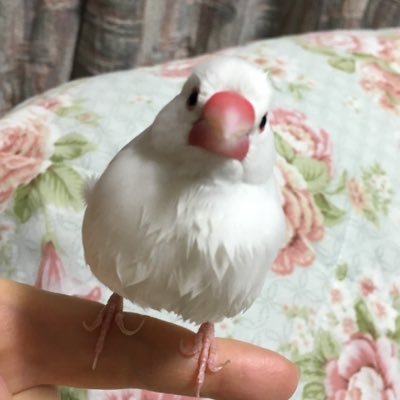 白文鳥 ぴーちゃん♀。グレーの模様がチャームポイント