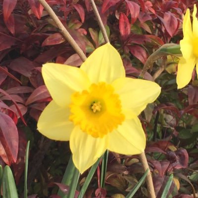 pippins_frances's profile picture. 