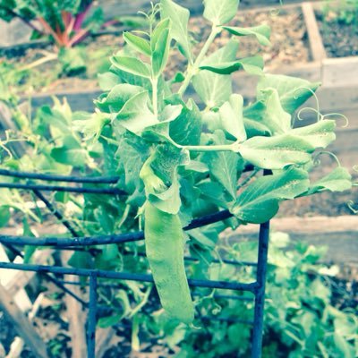 Deep Ellum Community Garden