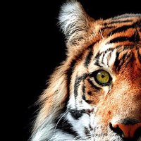 NW TIGER SOFTBALL (@nwtigersoftball) 's Twitter Profile Photo NW TIGER SOFTBALL (@nwtigersoftball) 's Twitter Profile Photo