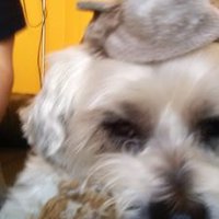 fred (@frederik850) 's Twitter Profile