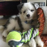 Macaroon D. Puppy (@puppymacaroon) 's Twitter Profile