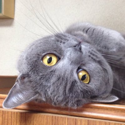 16/01/01より猫Twitter始めました。ブリティッシュショートヘアのプッチです。おてんばなお嬢様です。しもべ（飼い主）がつぶやいております。2012/12/21生まれ。  無言フォロー失礼いたします。猫様方はフォロー返し致します！