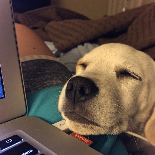 Invest in digital organizing. NDTC Staff Academy Digital track 2021. Many tweets feature a good dog. Blocked by Rudy Giuliani.