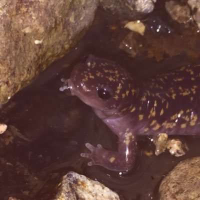 sarynobius's profile picture. 楽しいです。