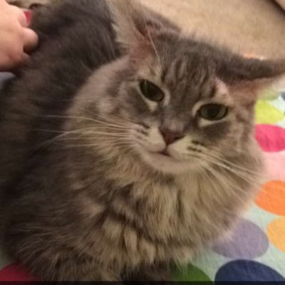 SharpKoala's profile picture. My love is sharp, pointy, and insistent