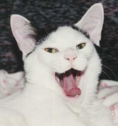 moosamoose's profile picture. Tarot Reader, Artist, Writer, Photographer, Traveler, Domestic Goddess. https://t.co/QbQthlQxMt