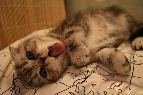 gamegirllove's profile picture. 