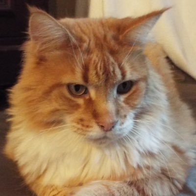 LorquetMarie's profile picture. Actualité Journalistes & Analystes Politiques Belges Politique Internationale