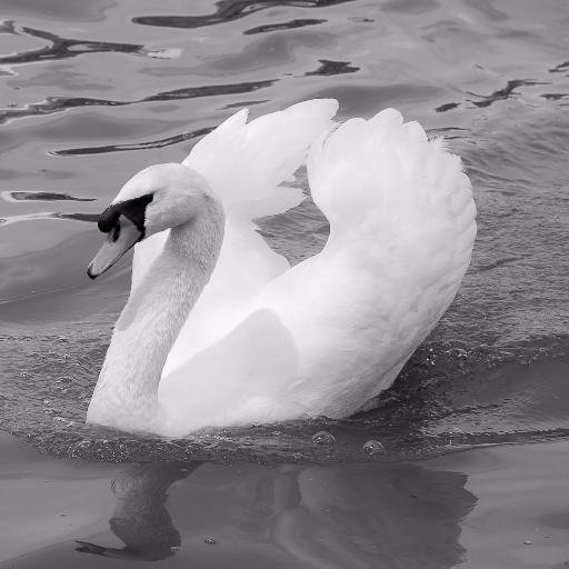 LakelandBlogger's profile picture. Sharing our view of Lakeland Florida