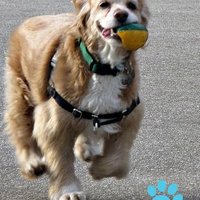 Simon le Dog (@simonledog) 's Twitter Profile