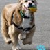 Simon le Dog (@simonledog) Twitter profile photo Simon le Dog (@simonledog) Twitter profile photo