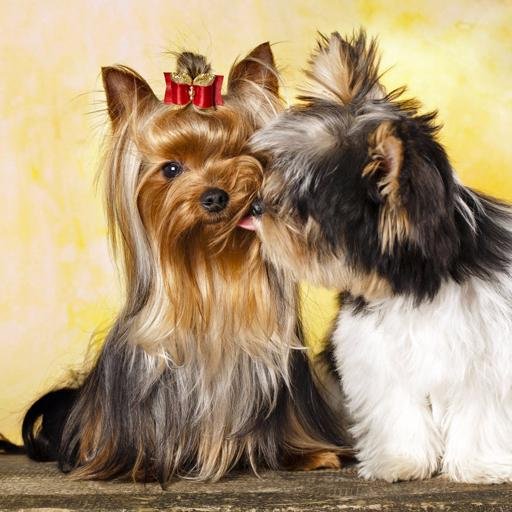 Morkies and their adorable parents, the Yorkie and Maltese. Learn lots more about them at https://t.co/TNoQ76IRCc