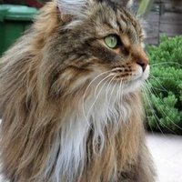 Weaselstripe. (@brownkit_) 's Twitter Profile