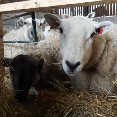 PicksOrganic's profile picture. We are an organic family run farm shop located in the heart of rural Leicestershire and have been producing organic meat and vegetables since 1999