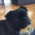 Goffman the Pug (@pug_goffman) Twitter profile photo Goffman the Pug (@pug_goffman) Twitter profile photo