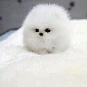 バベル