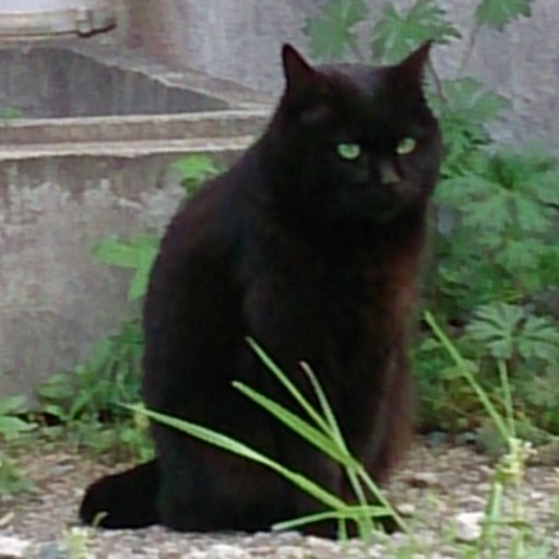 hashimakana's profile picture. にゃー