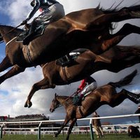 Winning Donkeys (@winningdonkeys) 's Twitter Profile