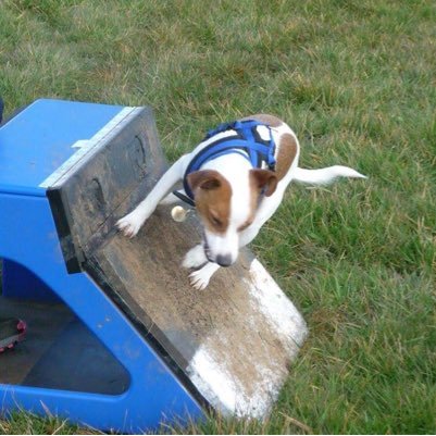 I am a Jack Russell Terrier! I will be competing in flyball, HTM (canine freestyle) and anything else that takes my fancy :-)