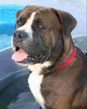 PetMedOutlet's profile picture. 