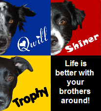 we r three brothers, we has 4 legs each, and tails. we like to eat snow, and chase balls and red dots!