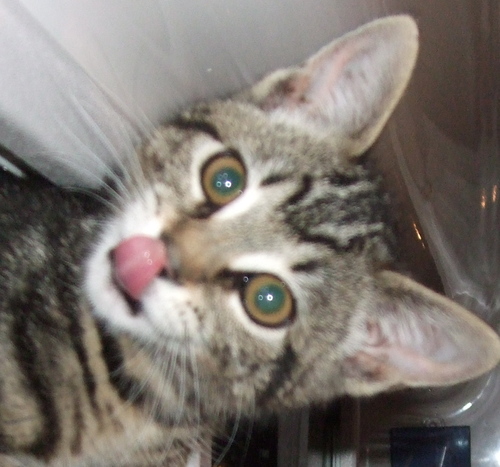 Kikinator's profile picture. Nomadic kitten traveling the country in a huge cat carrier on wheels (humans call it an 'RV') on the hunt for mischief.