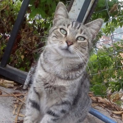 AdoptaUnMestizo's profile picture. Proteccionistas independientes. Se dan en adopción animales, esterilizados y desparasitados. Recibimos colaboraciones.