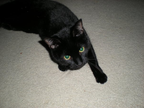 Bejaysea's profile picture. I'm a social analyst; I study  Organizational behavior/economics/communication