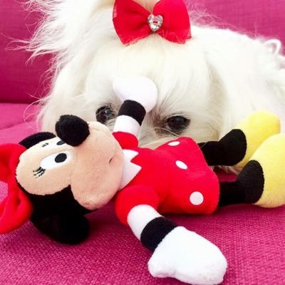 MayaTheMaltese Profile Picture