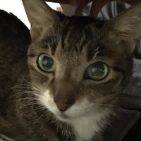 瀧井朝世 (@asayotakii) 's Twitter Profile Photo 瀧井朝世 (@asayotakii) 's Twitter Profile Photo